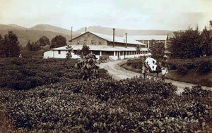 OLD-ceylon-tea-industry-3