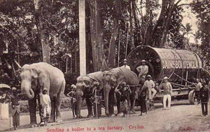 OLD-ceylon-tea-industry-4