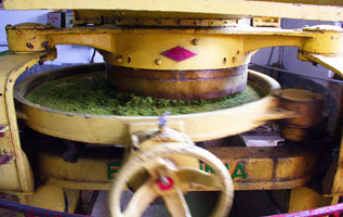 tea_rolling